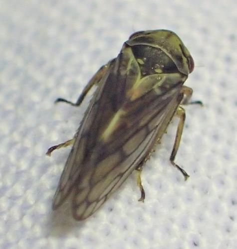 Réf. 307 867 : Oncopsis sp.